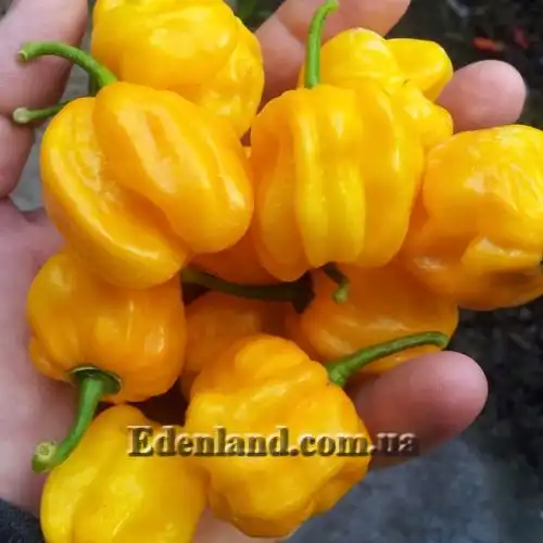 Перец Хабанеро желтый - Habanero Yellow