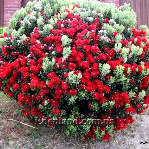 Изображение Метросидерос высокий - Metrosideros excelsa