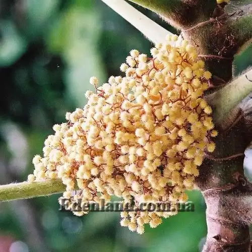 Зображення Мусанга цекропієвидна - Musanga cecropioides