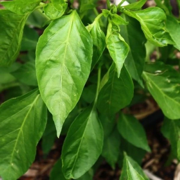 Изображение Перец Петер красный - Peter Pepper Red