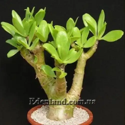 Изображение Тилекодон метельчатый  - Tylecodon paniculatus