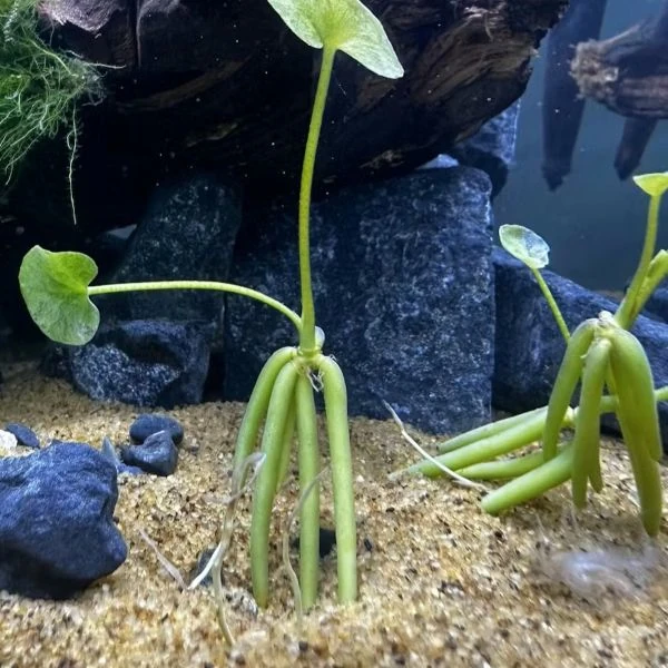 Нимфоидес водный - Nymphoides aquatica 