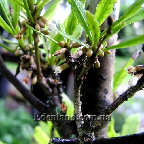 Изображение начало цветения