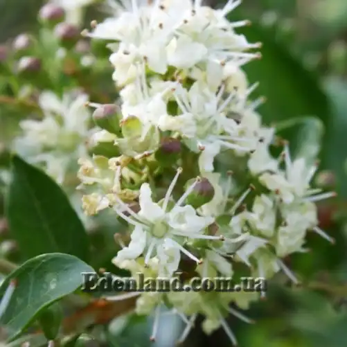 Зображення цветок