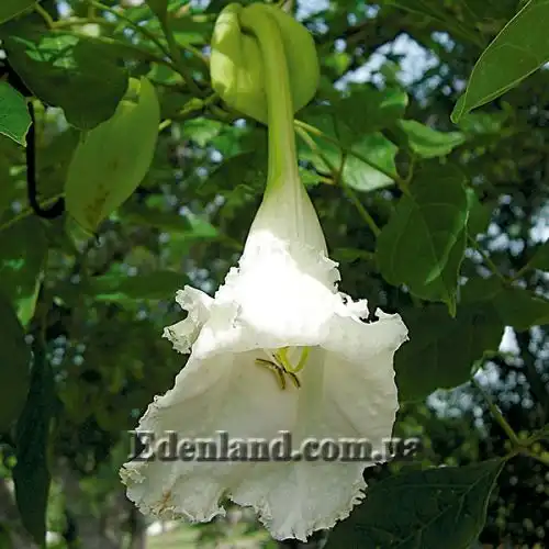 Изображение Долихандрона мелкопильчатая - Dolichandrone serrulata