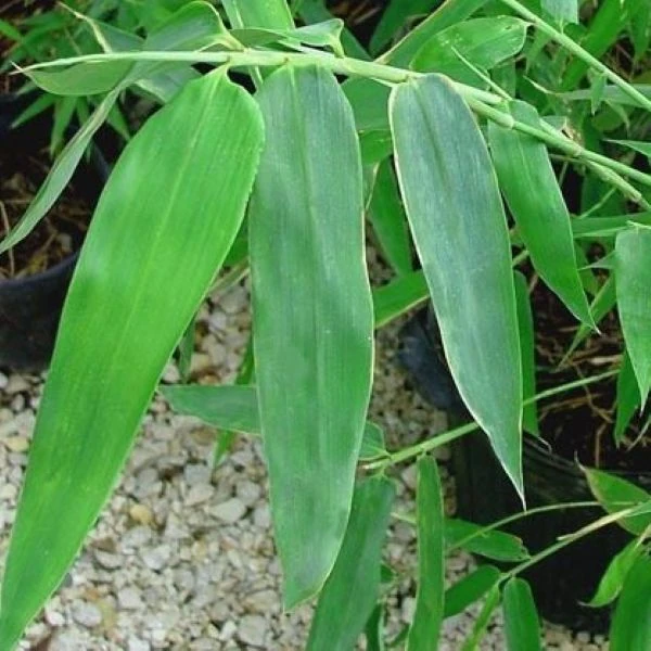 Изображение Дендрокаламус прямой - Dendrocalamus strictus 