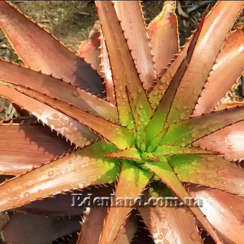 Алое лінійне М'юра - Aloe lineata var. muirii