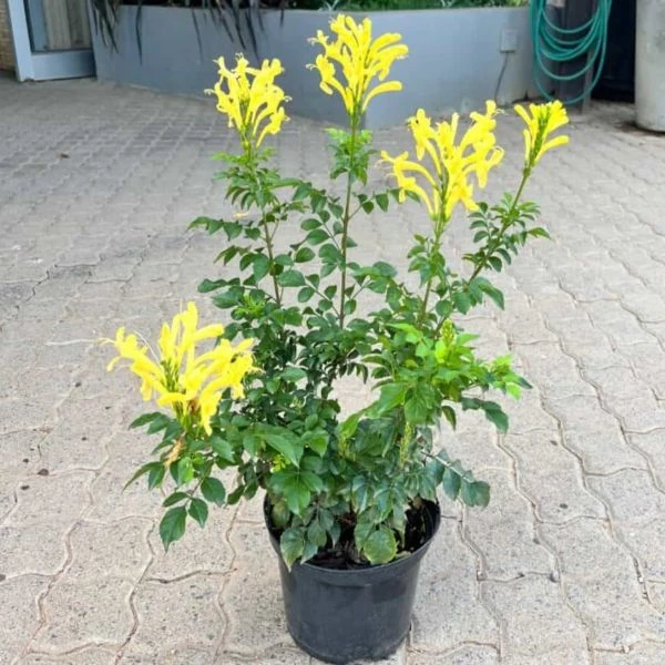 Изображение Текомария капская  - Tecomaria capensis