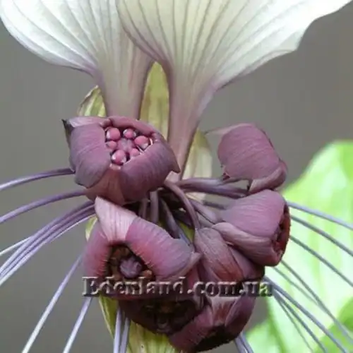 Изображение Такка цельнолистная - Tacca integrifolia 