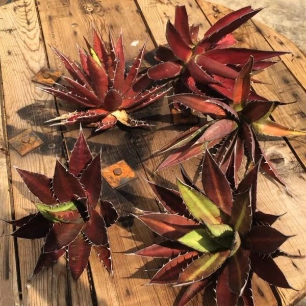 Изображение Агава долинная 'Магия Митлы'   - Agave convallis 'Mitla Magic'