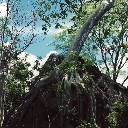 Зображення рослина у природі