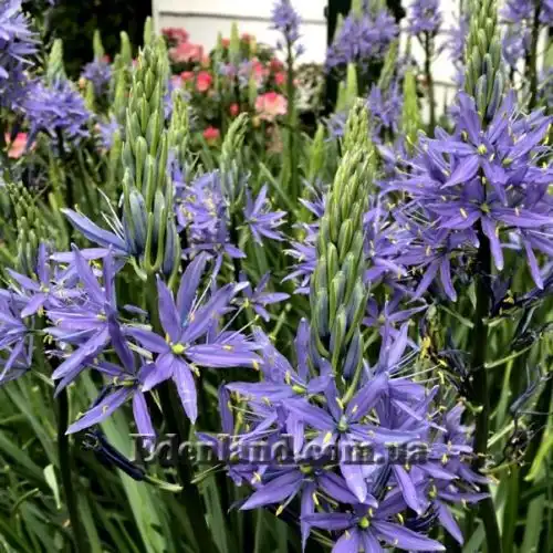 Изображение Камассия Лейхтлина - Camassia leichtlinii