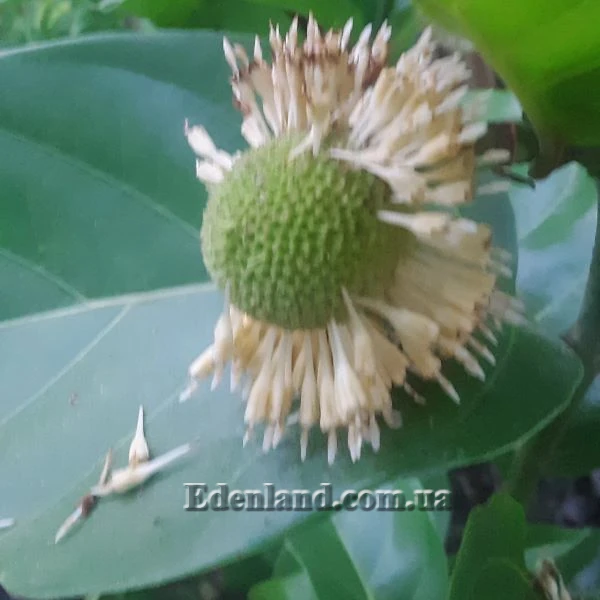 Изображение Науклея широколистная  - Nauclea latifolia