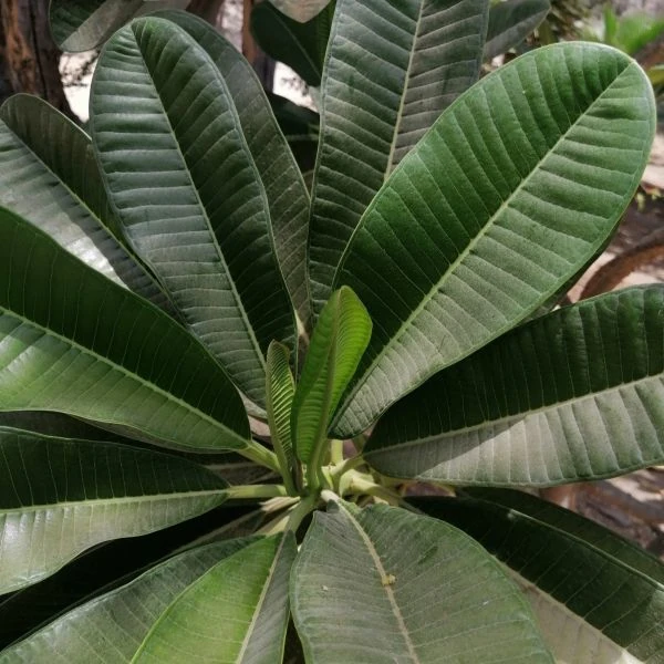 Изображение Плюмерия тупая  - Plumeria obtusa