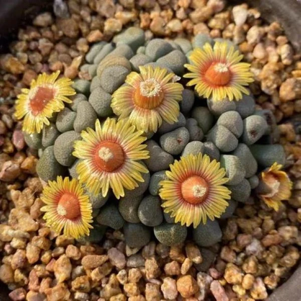 Изображение Алоинопсис Шунеса  - Aloinopsis schooneesii