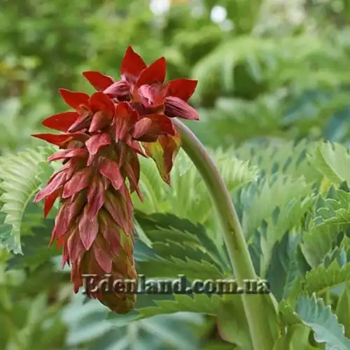 Зображення Меліантус великий - Melianthus major 