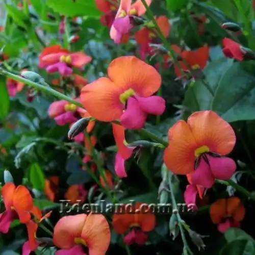 Изображение Хоризема разнолистная     - Chorizema diversifolium