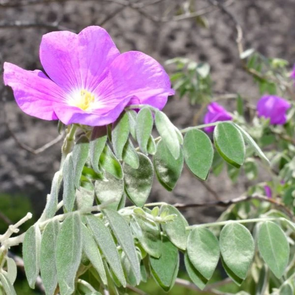 Изображение Моркиллия мексиканская  - Morkillia mexicana