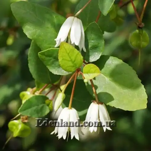 Изображение Кринодендрон Патагуа - Crinodendron patagua