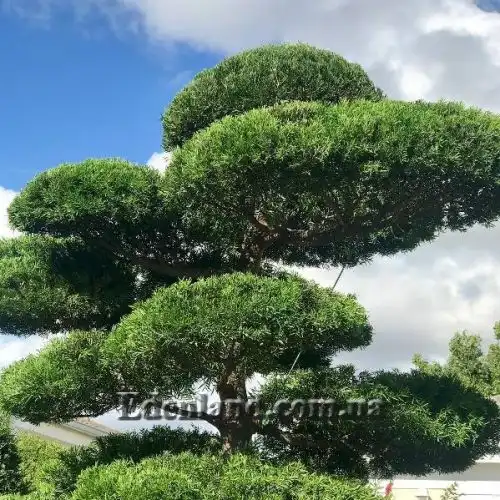 Изображение взрослое растение