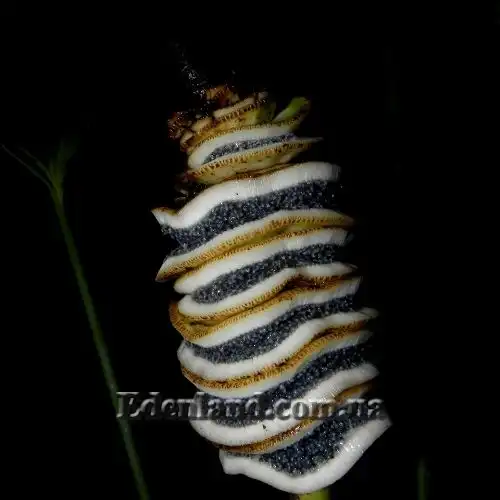 Изображение созревающие семена