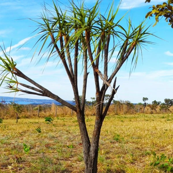 Зображення Велозія луската - Vellozia squamata