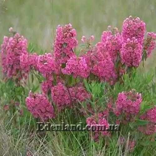 Зображення Кальмія вузьколиста - Kalmia angustifolia