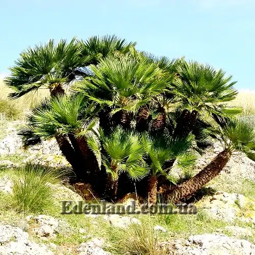Изображение пальма в природе