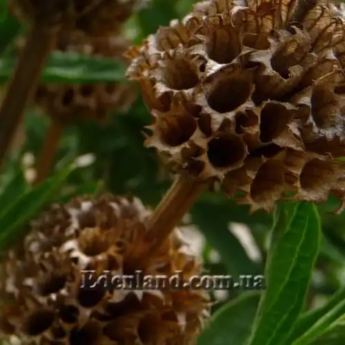 Зображення дозріває насіння