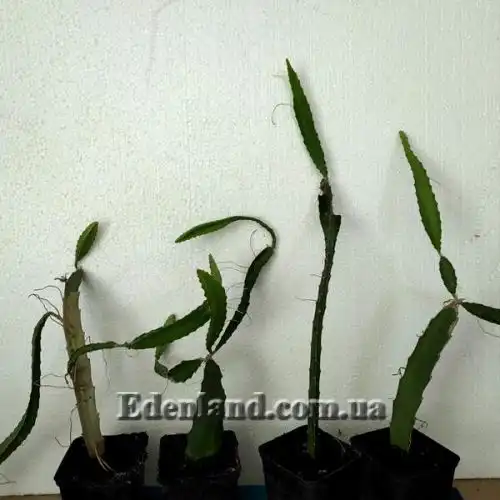 Изображение саженцы в продаже