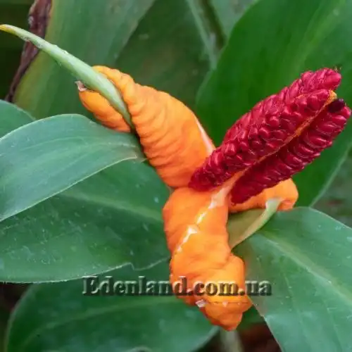 Изображение Гедихиум Хорсфильда - Hedychium horsfieldii