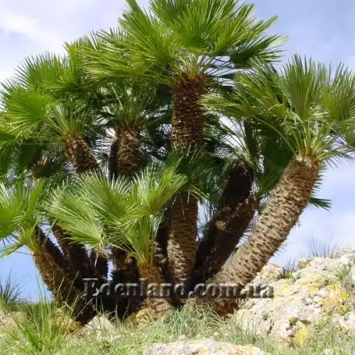 Изображение Хамеропс приземистый - Chamaerops humilis