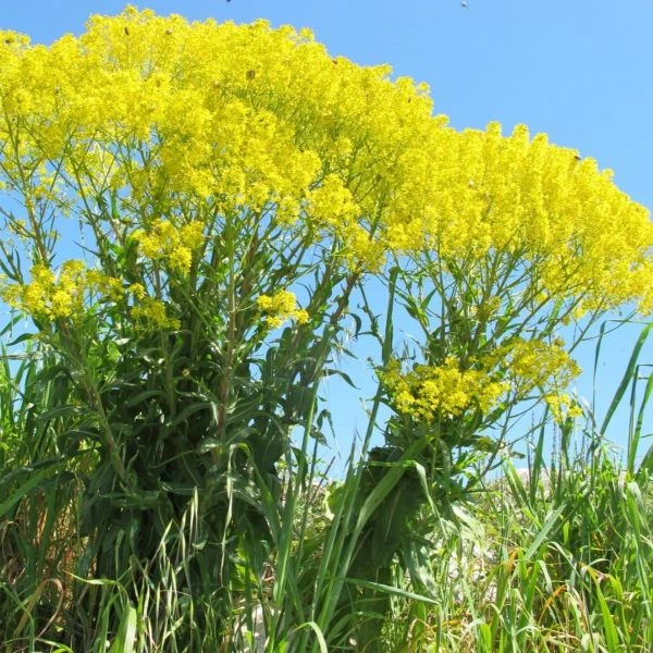 Изображение цветение