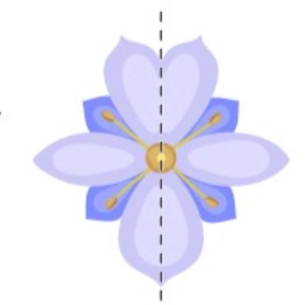 Зигоморфна квітка
