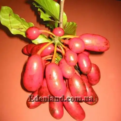 Изображение Увария вогнутая - Uvaria concava