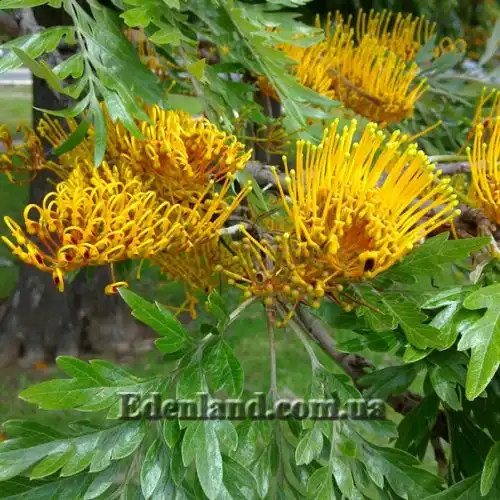 Изображение Гревиллея мощная - Grevillea robusta 