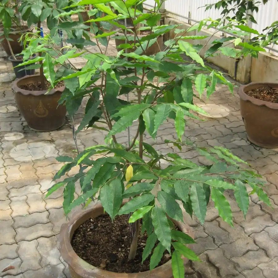 Изображение растение в горшке