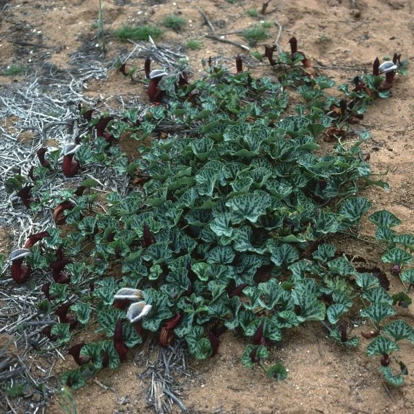 Зображення Хвилівник (Аристолохія) чилійський - Aristolochia chilensis 