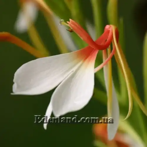 Зображення Гедіхіум колосистий - Hedychium spicatum