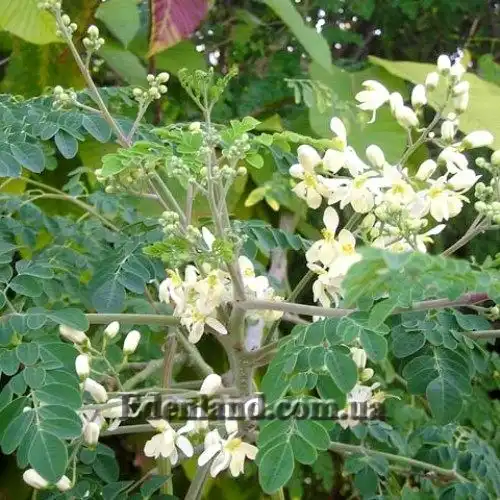 Моринга масличная - Moringa oleifera