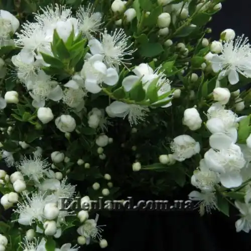 Изображение Лума Чекен - Luma chequen