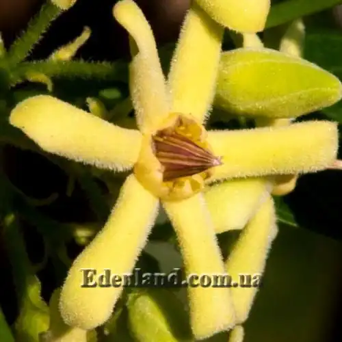 Изображение цветок