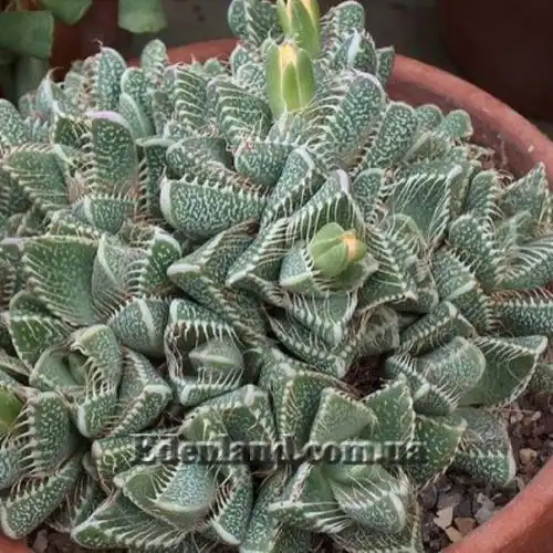 Изображение Фаукария тигриная - Faucaria tigrina 