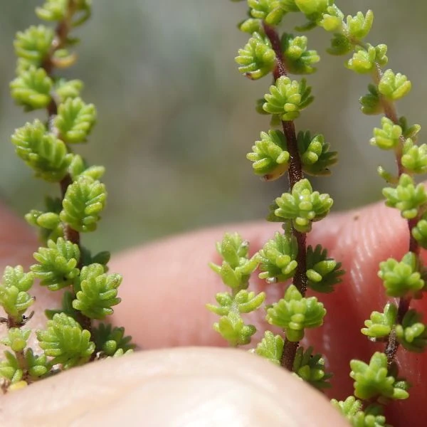 Изображение Джеймсбриттения мелколистная - Jamesbrittenia microphylla   