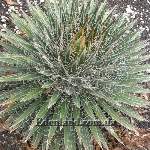 Зображення Агава нитконосна підвид Шідігера - Agave filifera ssp. schidigera