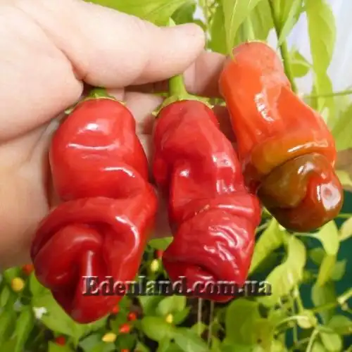 Изображение Перец Петер красный - Peter Pepper Red