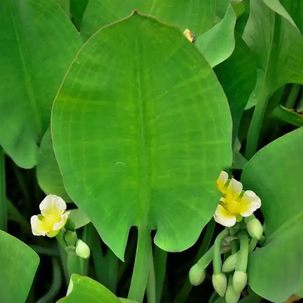 Зображення лист та квіти