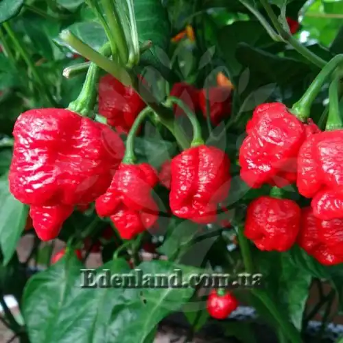 Изображение Перец Тринидад Моруга Скорпион Красный - Capsicum Trinidad Moruga Scorpion Red
