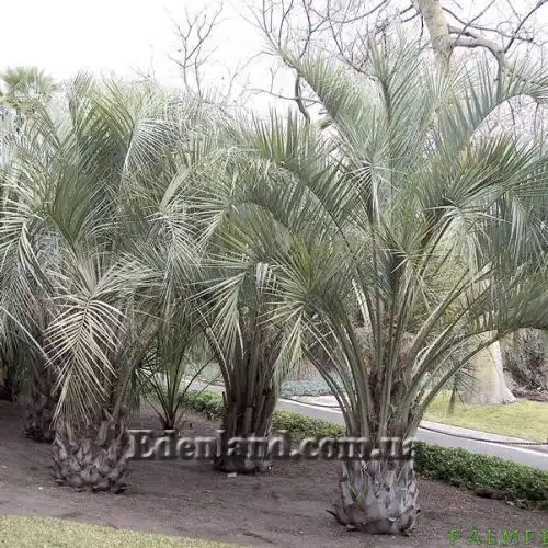 Изображение Бутия Ятай - Butia yatay