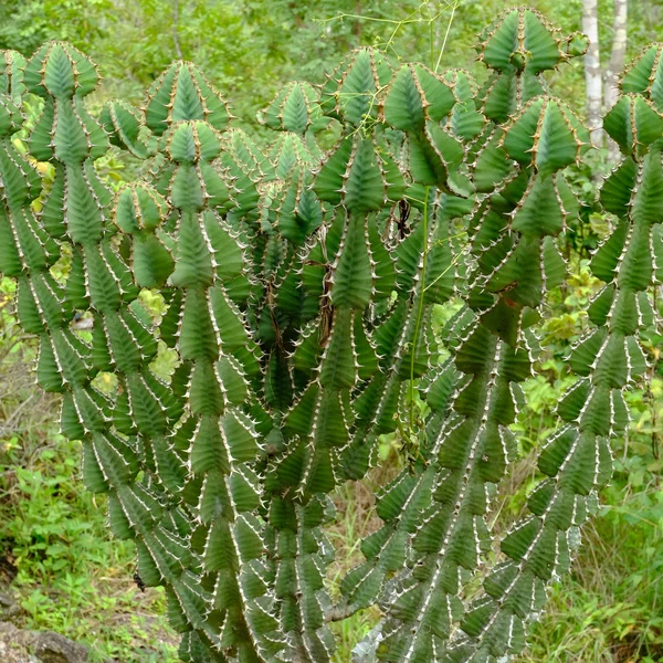 Молочай Купера - Euphorbia cooperi — кущ